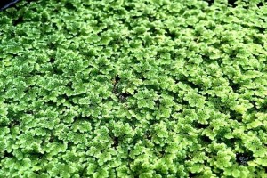 Azolla from Kenya